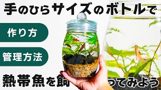 【熱帯魚を飼ってみよう】初心者でもできる!初めてのボトルアクアリウムの作り方【自由研究にも最適】