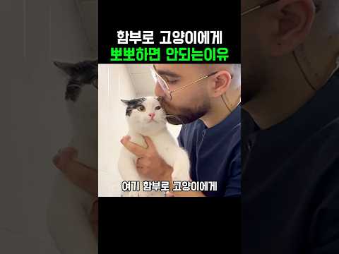 함부로 고양이에게 뽀뽀하면 안되는이유
