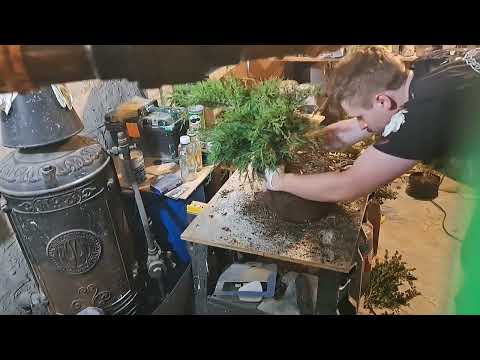 Attempting Bonsai - Pruning Speedround - Spring 2023 - 5 new trees!