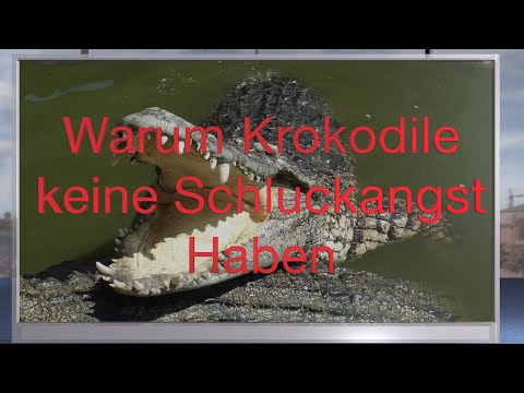 Warum Krokodile keine Schluckangst haben! WelcheTherapien bei Phagophobie wirken und welche nicht.