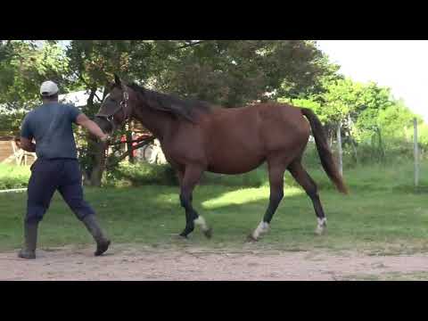 Lote TOUR ROYALE (BRZ)