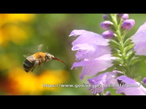 カクトラノオの花の蜜を吸うコシブトハナバチ