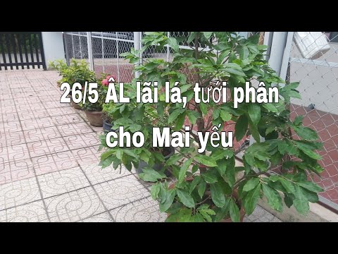 @26/5 Lunar calendar, profit from leaves, water and fertilize weak apricot trees