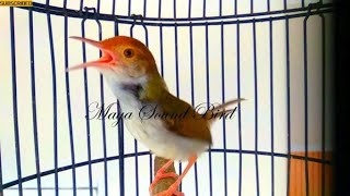 Download lagu Prenjak Gacor - Masteran Tembakan Variasi Prenjak Lumut - Pancingan  Pikat Prenjak Kepala Merah mp3