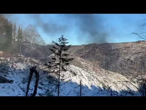 Massenweise tote Fichten im Nationalpark Harz am 18.01.2025