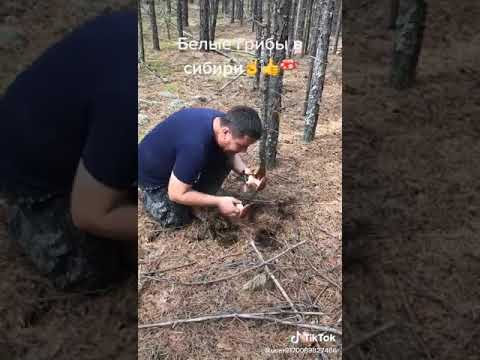 Как собирают грибы в Сибири !!!