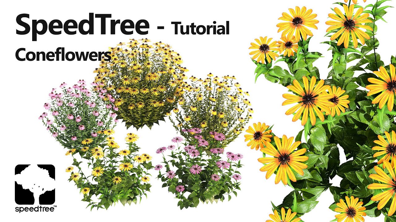 Purple and Deams Coneflowers 3D Model