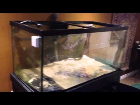 How To Move A Coral Reef Fish Tank