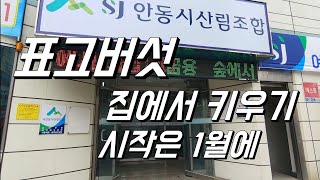 표고버섯 집에서 키워먹기. 표고종균은 1월에만 신청가능