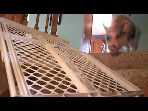 Hamlet the Mini Pig: Jail Break!