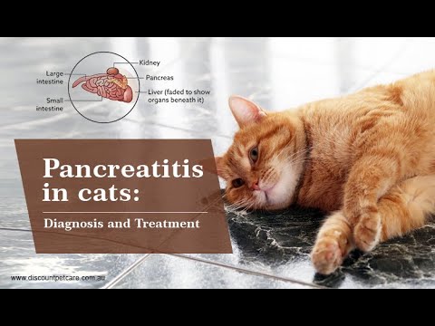 Pancreatitis in Cats | Diagnosis & Treatment | DiscountPetCare