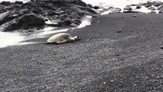 preview picture of video 'Punaluu Black Sand Beach Turtle'