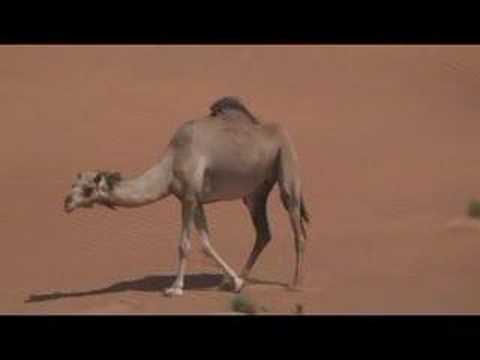 Camel - Animals Town