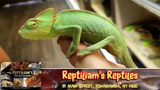 DISC 122 - "Reptiliam's", Tonawanda, NY
