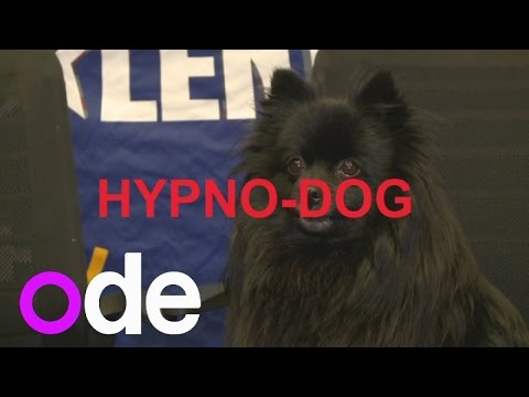 BGT's Hypno-dog: 5 things you need to know