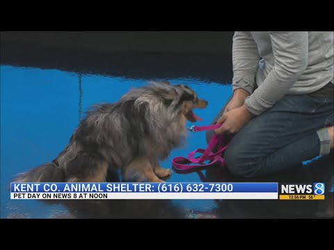 KCAS Pets of the Week: Duke and Mikey - YouTube