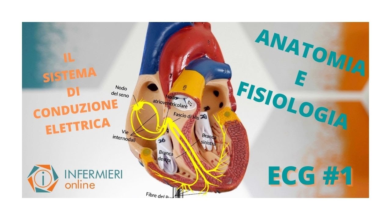 CUORE ED ECG | LE BASI | ANATOMIA E FISIOLOGIA CARDIACA | IL SISTEMA DI CONDUZIONE ELETTRICO