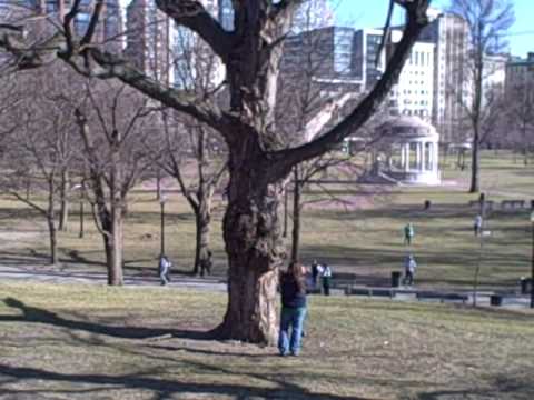 March 17, 2009 View of Boston Commons Just Before Spring