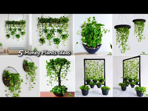 , title : '5 Money Plants Hanging & Decoration Ideas For Your Indoor | Money Plants Growing Ideas//GREEN PLANTS'