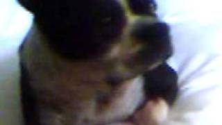 Bebe the boston terrier snorting and reminiscing
