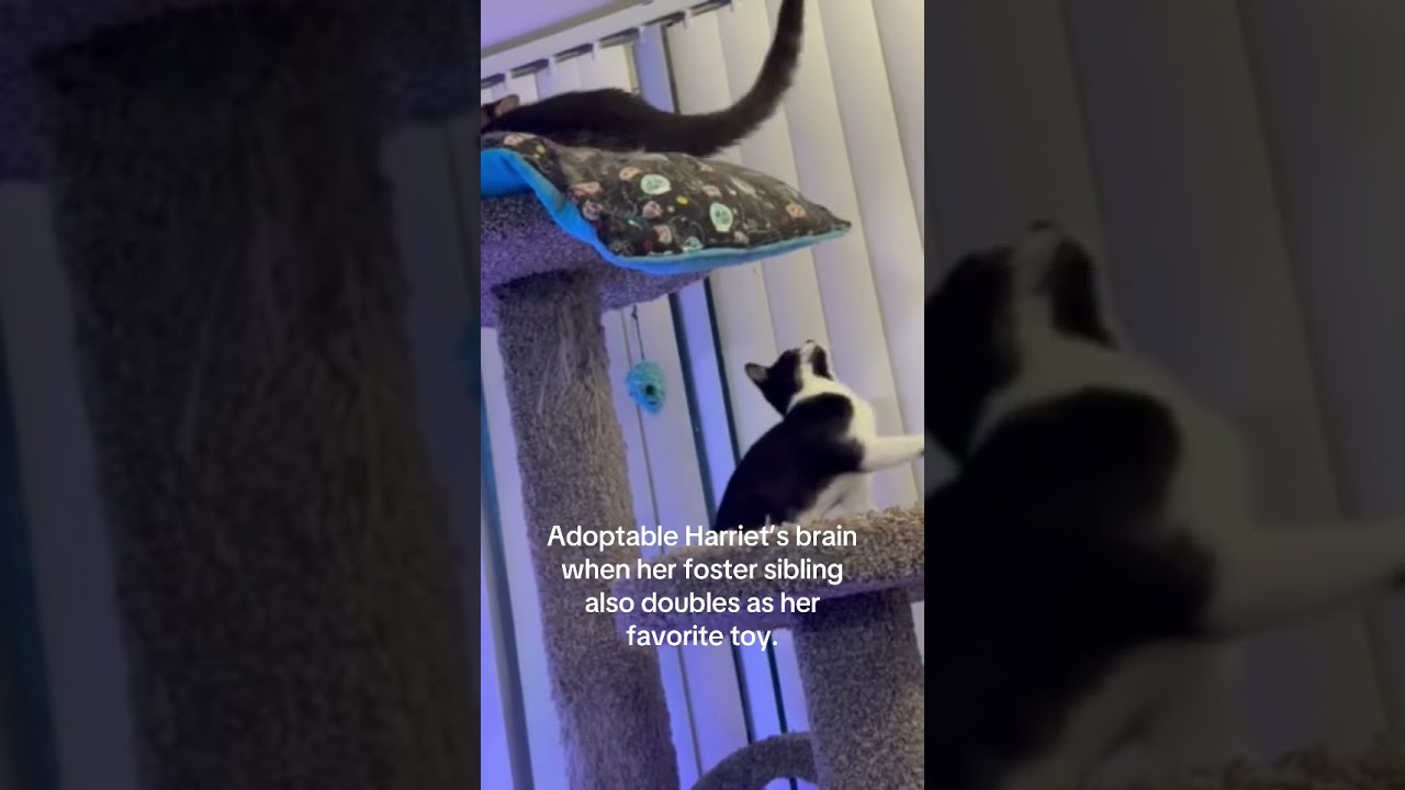 Harriet, a Adoptable Domestic Short Hair in Shawnee, KS video 6/6