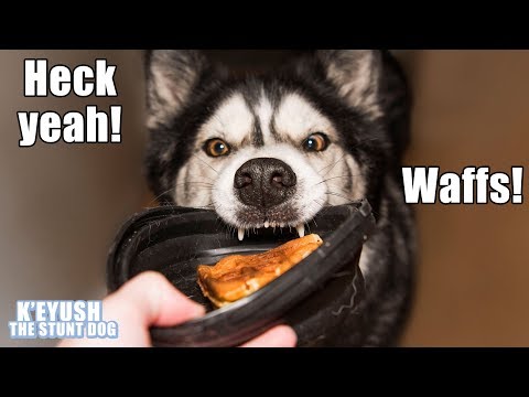My Dog Throws His Bowl At Me Demanding Waffles! Talking Husky!