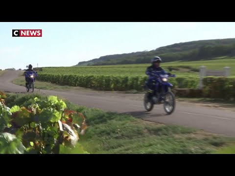 Bourgogne : contre le pillage des vignobles, les gendarmes veillent au grain
