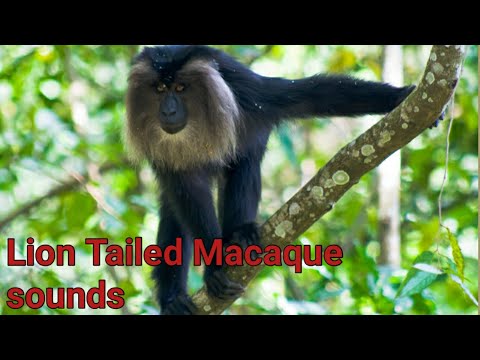 Lion Tailed Macaque sounds Effect ll Indian Animals ll Animal World