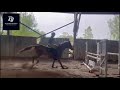 Crack jument de 5 ans 100% de sans faute