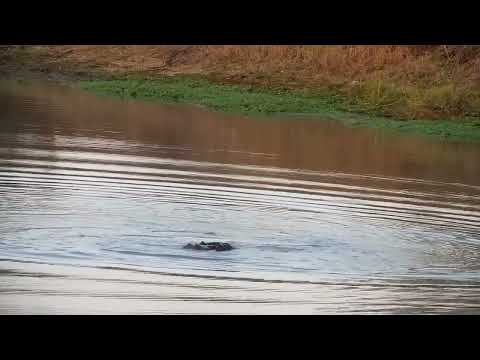 Djuma: Two Hippos in dam - 17:25 - 09/28/2022