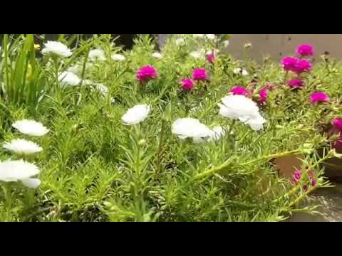 Colorful season flowers 🌺🌼 Kulwinder's colorful creation✨