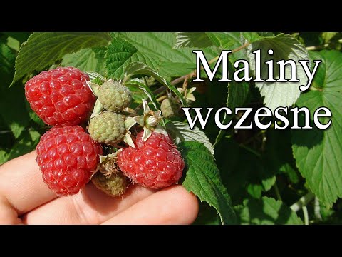 Ogrodowe pierdamony 71 - maliny wczesne