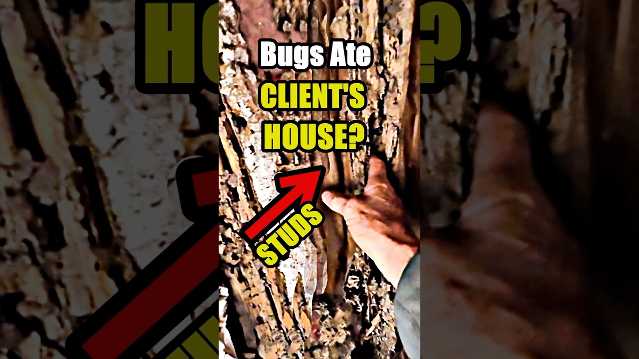 Bugs Ate This Client's House Termite Damage