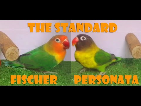 FISCHER AND PERSONATA, THE STANDARD / ANG PAGKAKAIBA NG FISCHER AT PERSONATA / FOOD FOR SOUL