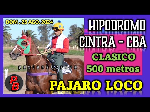 PAJARO LOCO: CLASICO HIPODROMO MUNICIPAL CINTRA - CORDOBA (25-08-2024)
