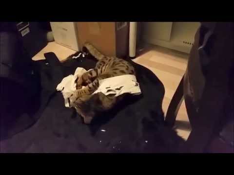 savannah cat find toilet paper