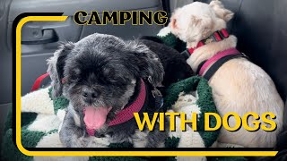 Come Camping With Me And My Dogs For A Tail-wagging Good Time!