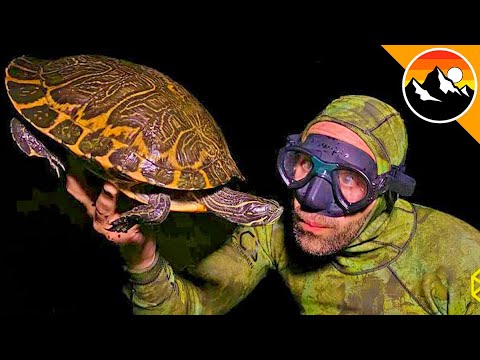 FROGMAN vs. COOTER!