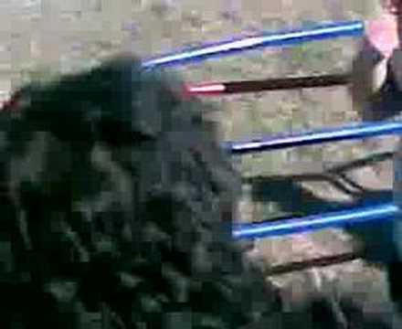 Inaintea meciului CTTV Dunarea Galati - Steaua Bucuresti