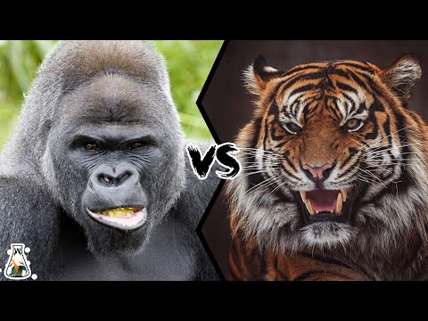 GORILLA VS TIGER - Who Would Win a Fight?