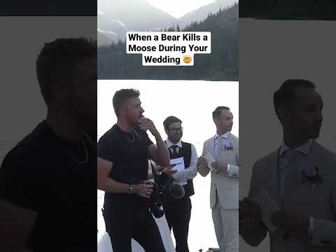 When a Bear Kills a Moose During Your Wedding 🤯  #natureismetal #weddings #nature #bearattack