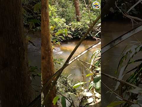 mira la cantidad de yamuces qué se encuentran en el caño guaroa san carlos de guaroa meta
