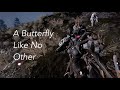 Warframe A Bug S Life