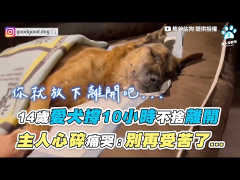 狗狗死掉