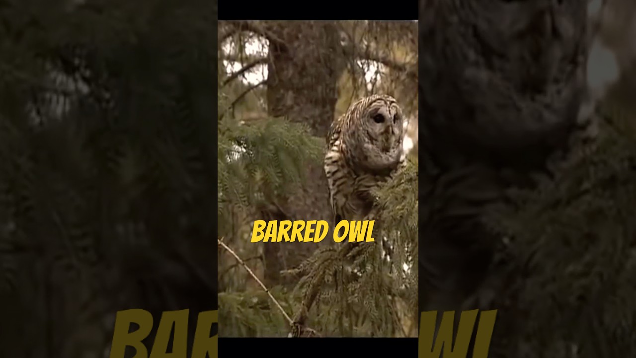 Barred Owl Call 🔊 Close Up Clear Sound Hooting #WhoCooksForYou Mating Courtship Hoots Owl call📢🦉