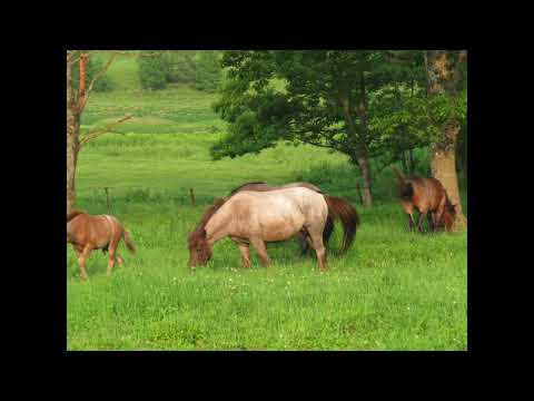 EVISBEATS / Starting Small