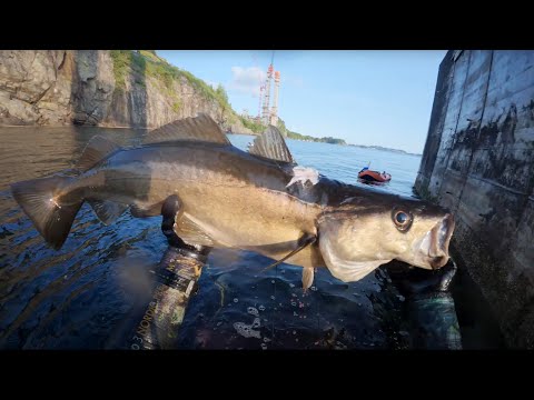 Freediving/Spearfishing Norway - Sotra bridge, Bergen.