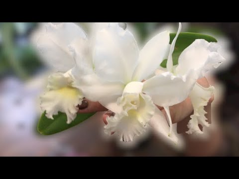 Orchid Plant Care | Hawaiian Wedding Song Cattleya