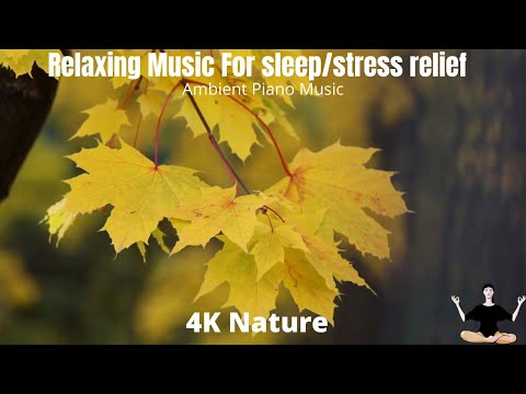 Relax with 4k Nature Videos and Ambient clam Piano Music 😌😌😌 !! Creative common !! Copyright free !!