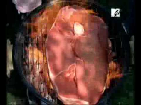 Holsten - Revierverhalten